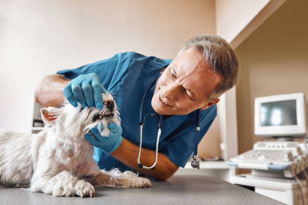 Same-Day Emergency Dentist